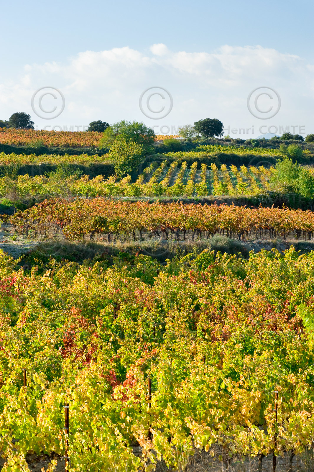 Vignes du Pays de Thau