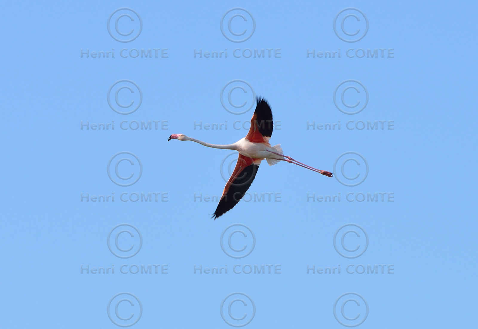 Flamants roses