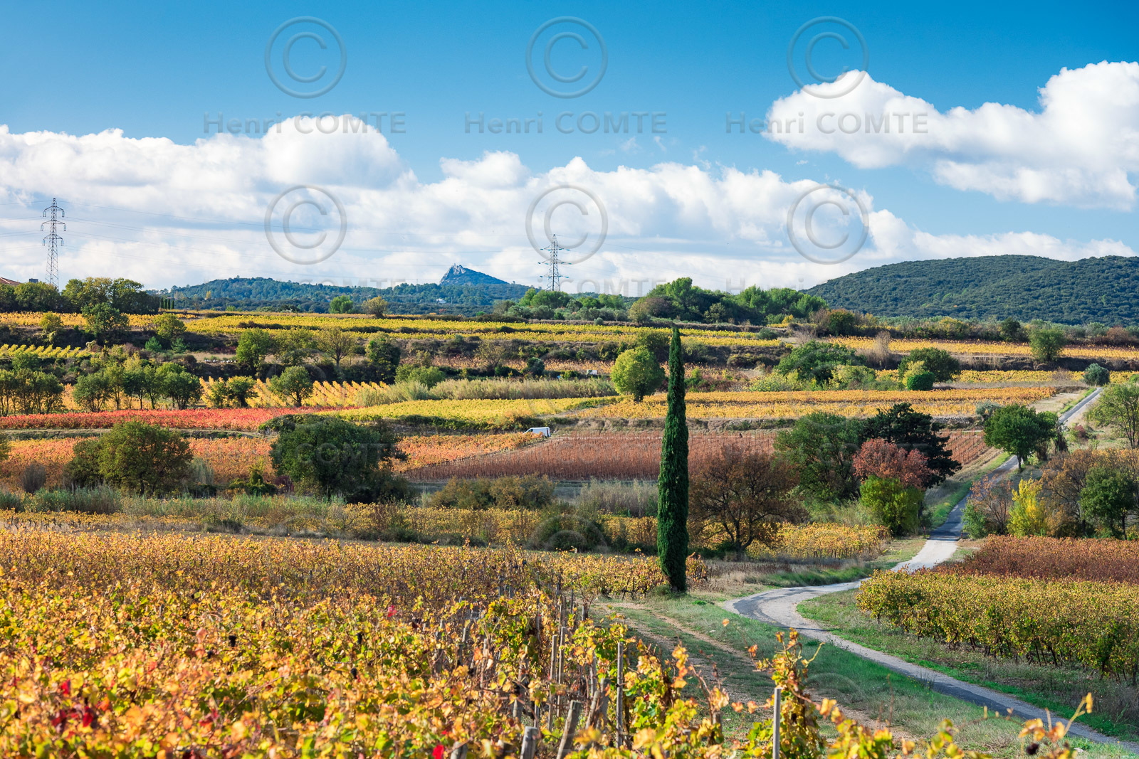 Vignoble St Saturnin