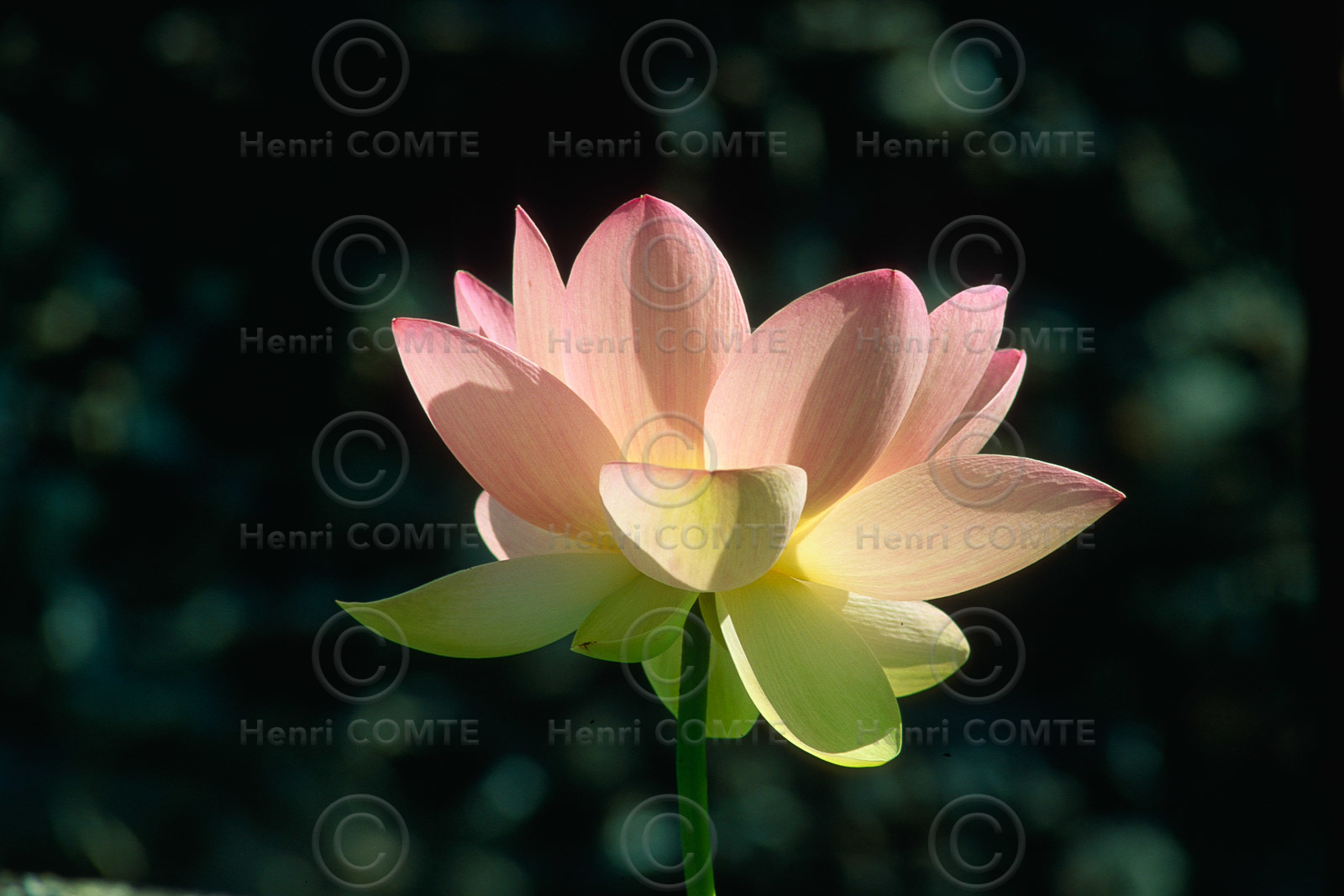 Fleur de lotus