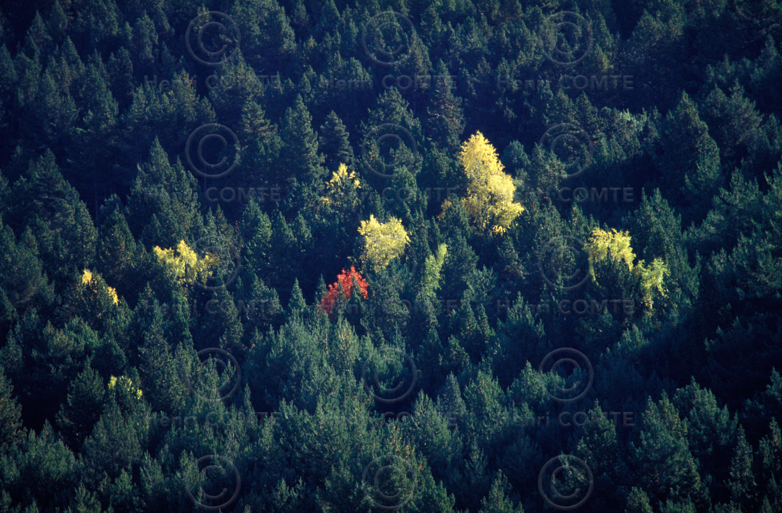 Forêt Pyrénées