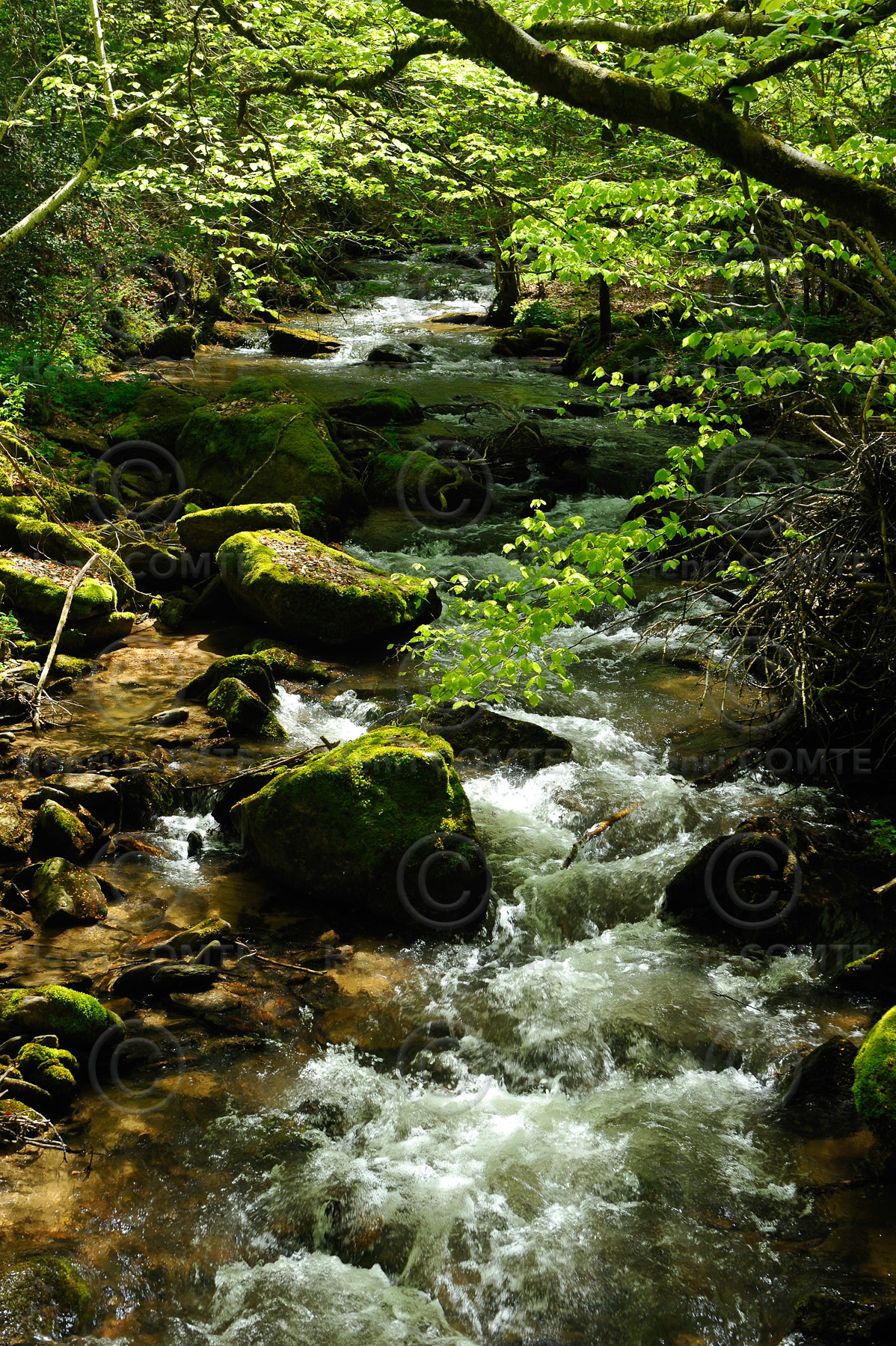 Torrent