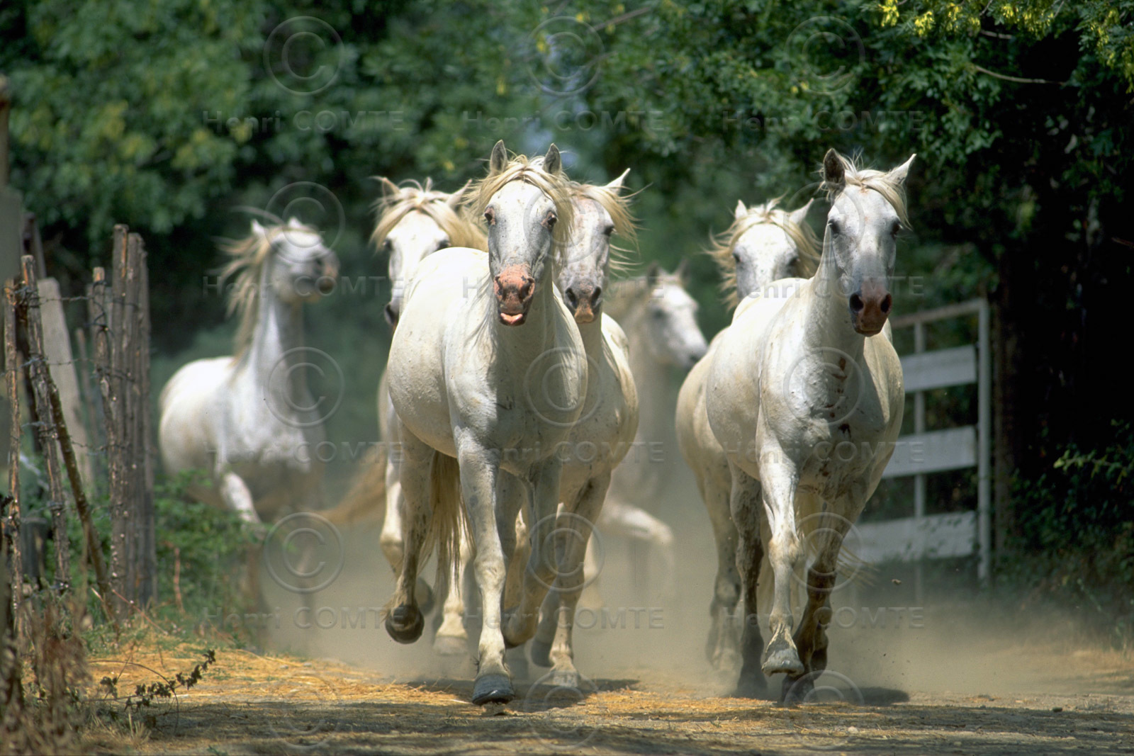 Camarguais