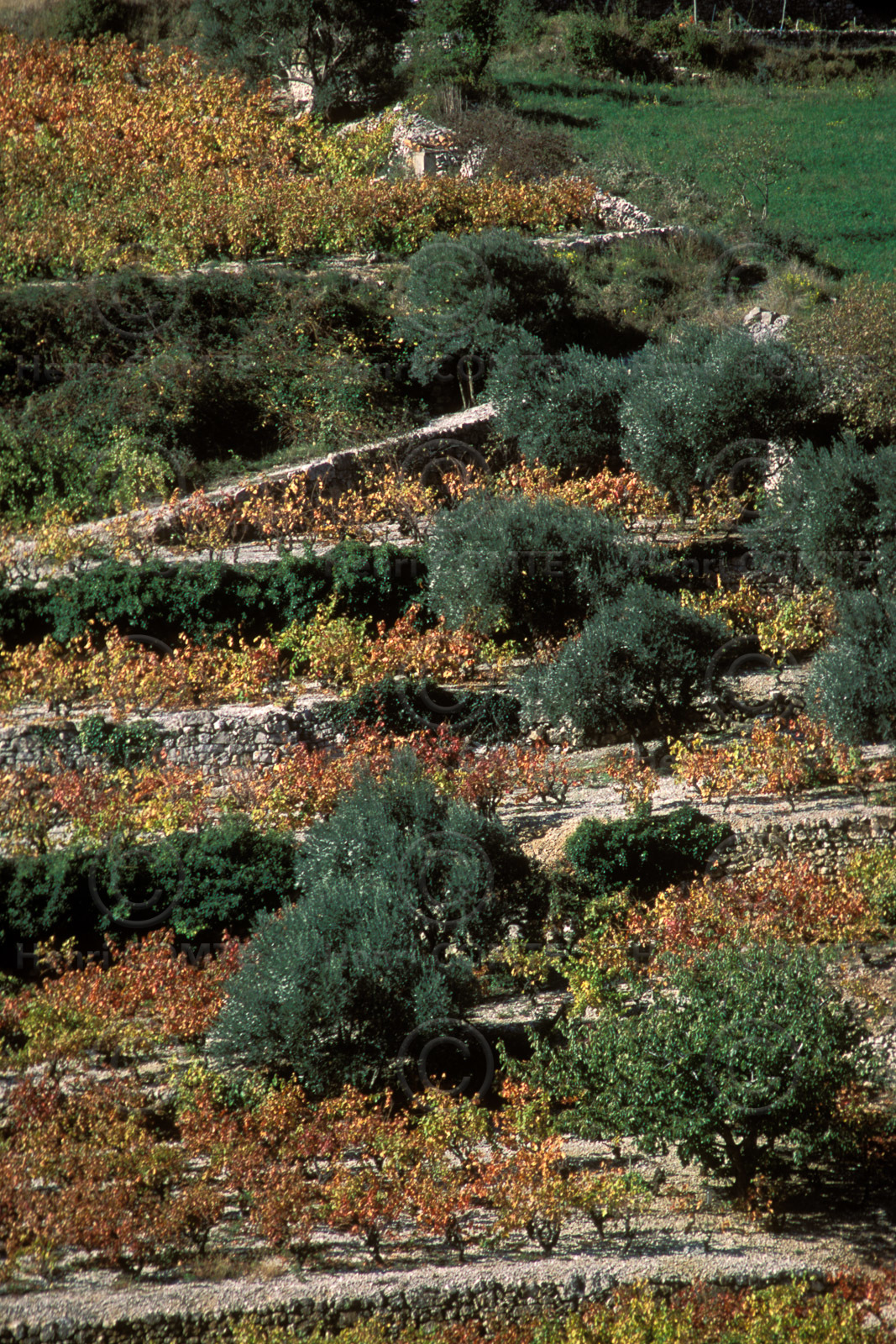 Vignoble de la Lergue