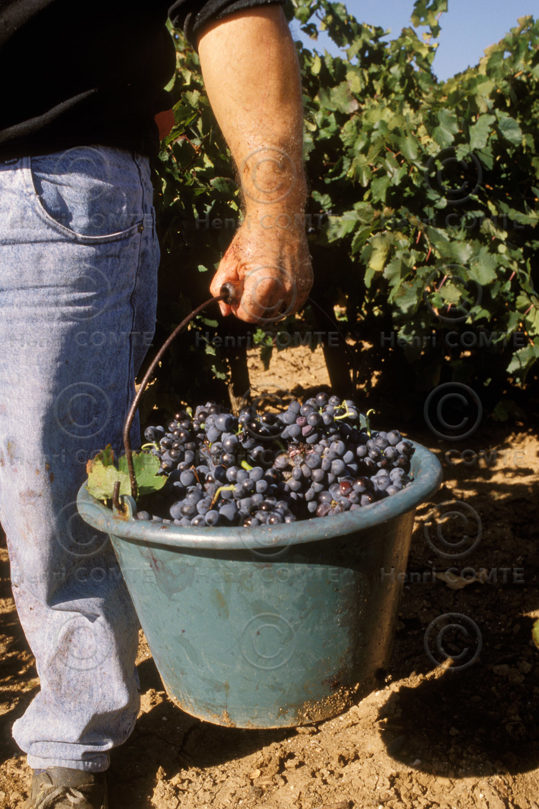 Vendanges