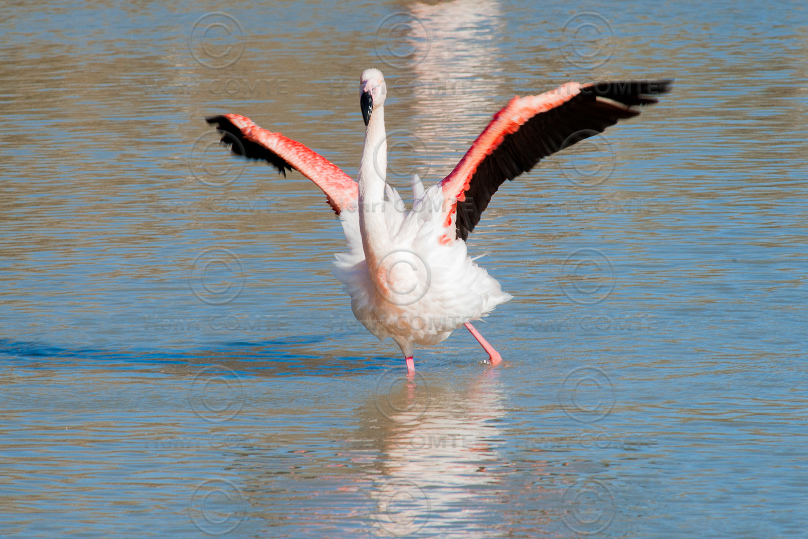 Flamants roses