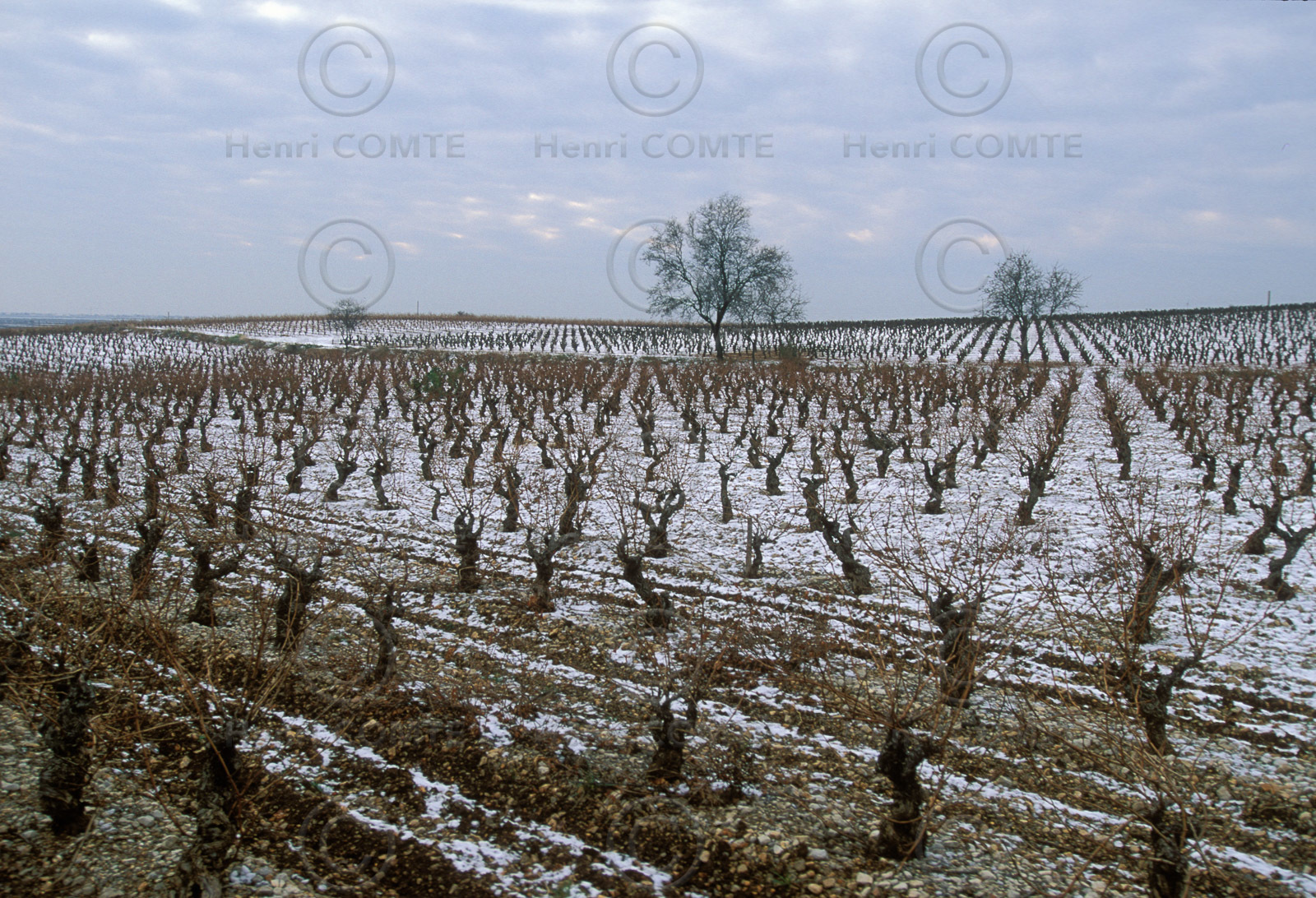 Vignoble de Frontignan