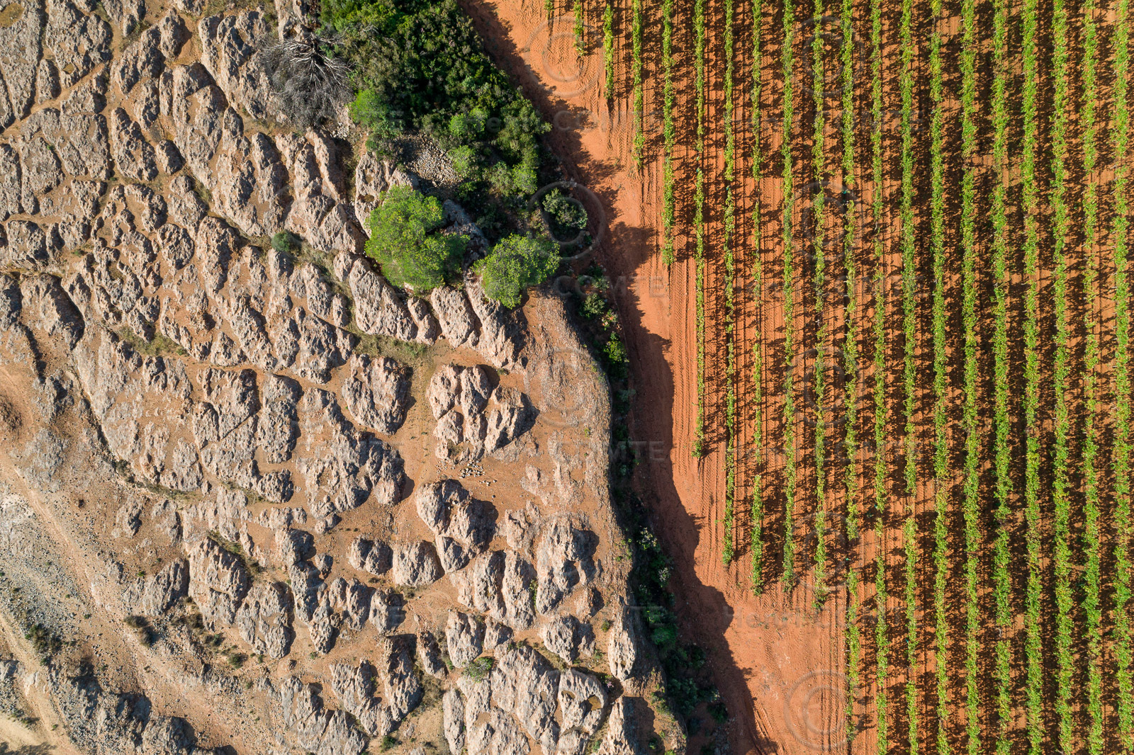Vignes et rochers
