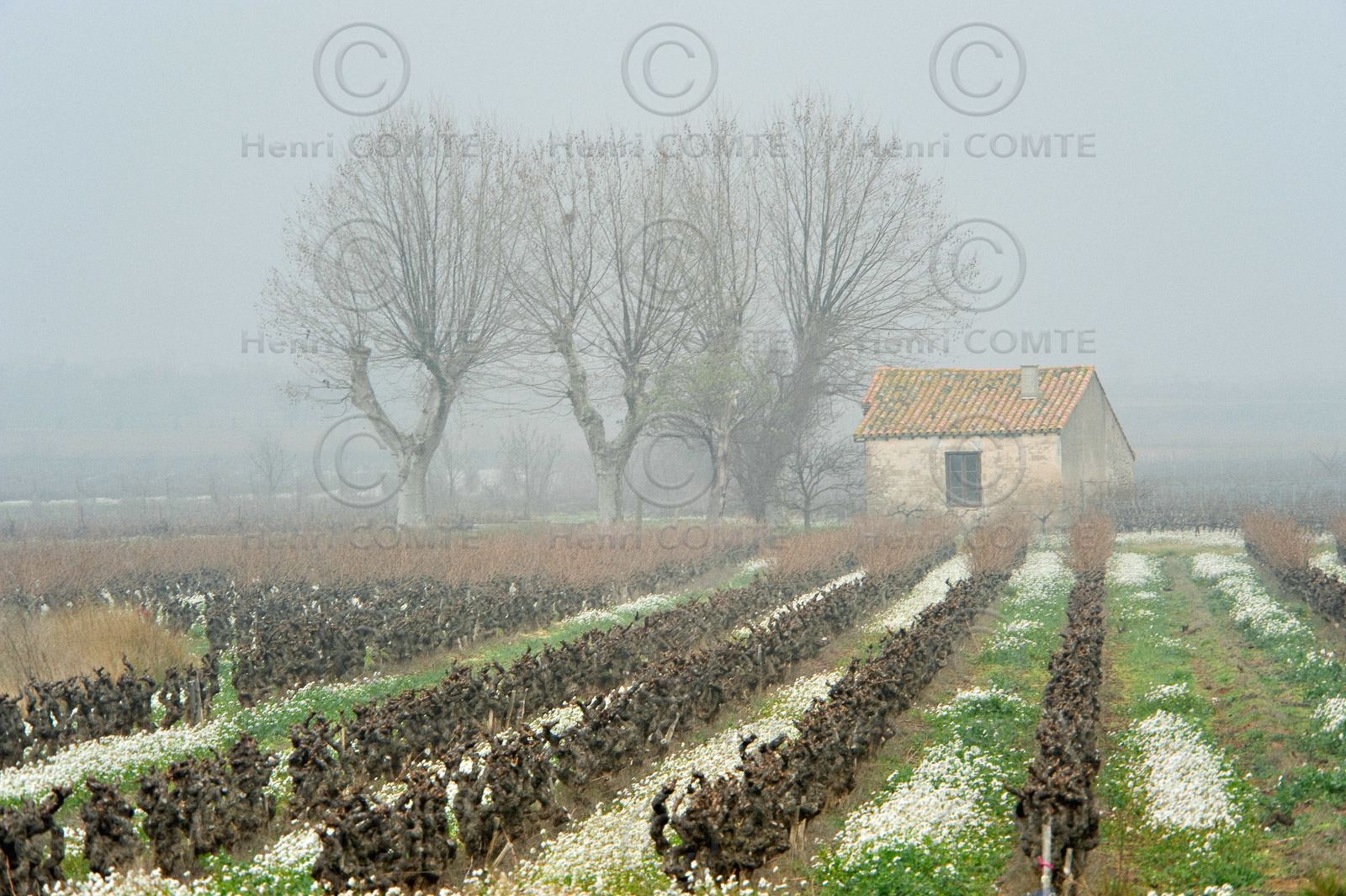 Vignoble en hiver