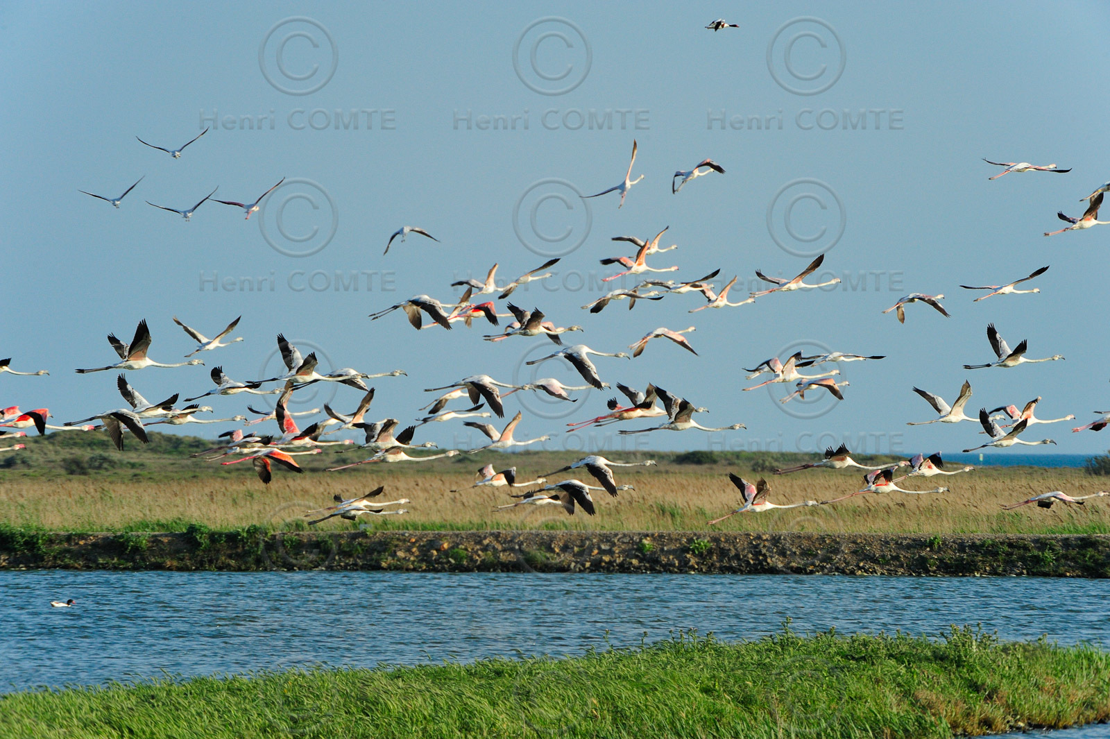 Flamants roses
