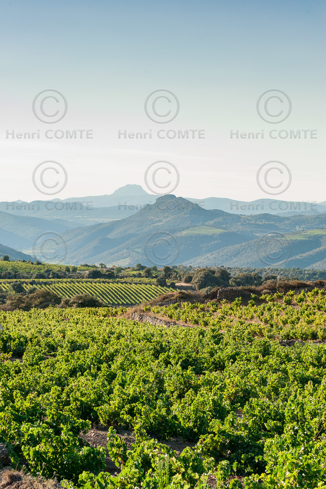 Vignoble Caramany