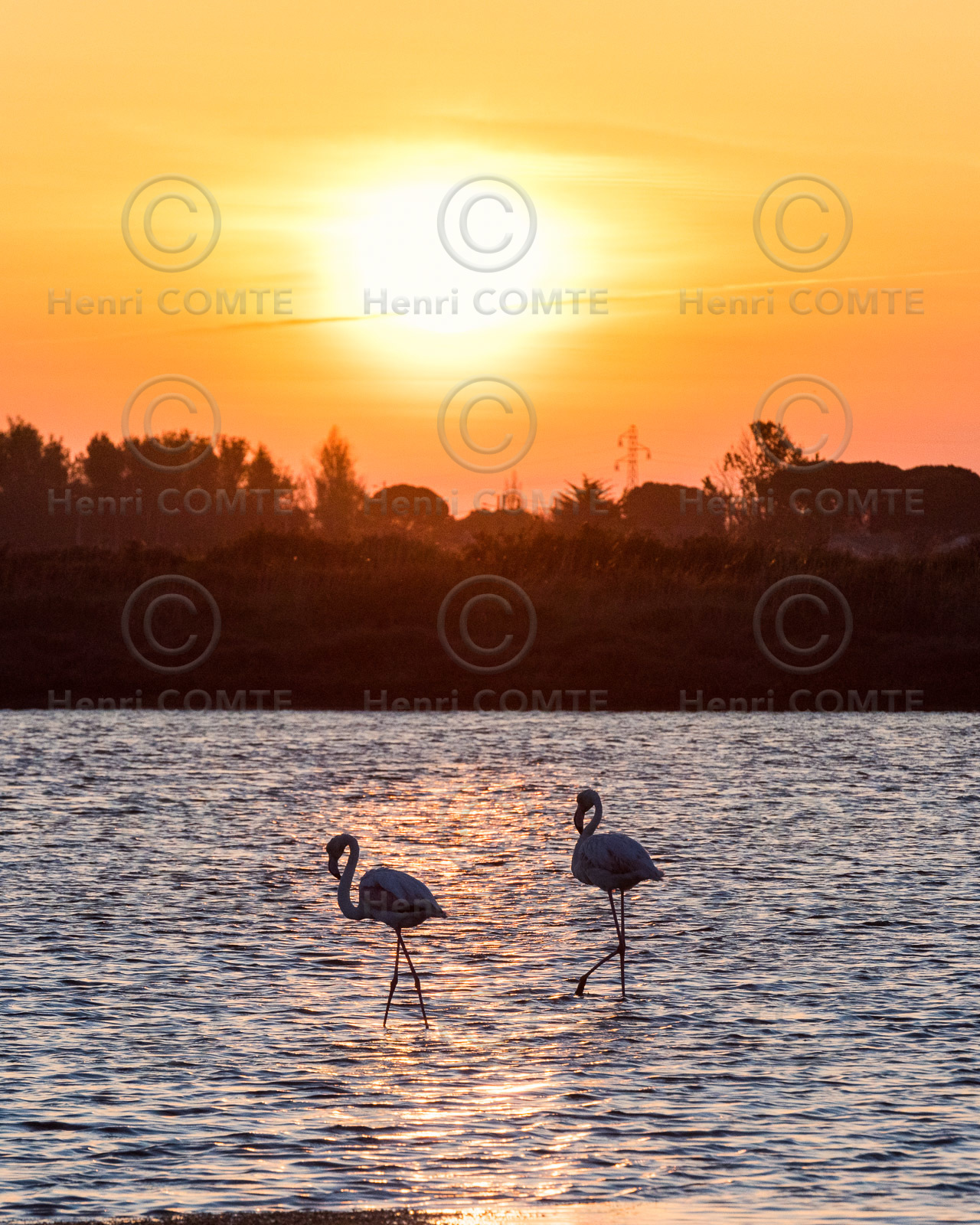 Flamants roses