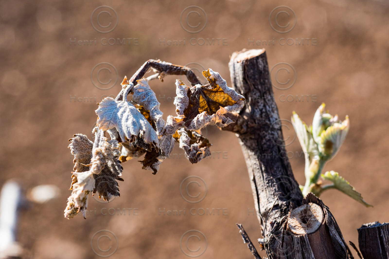Gel et vignes