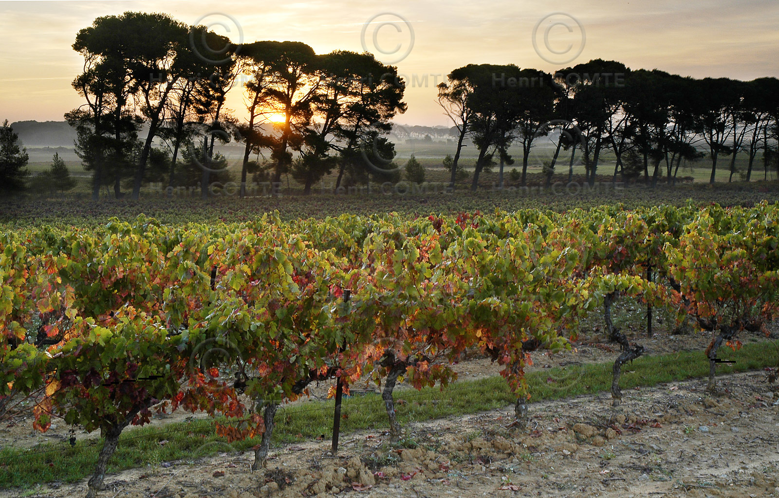 Vignes et pins
