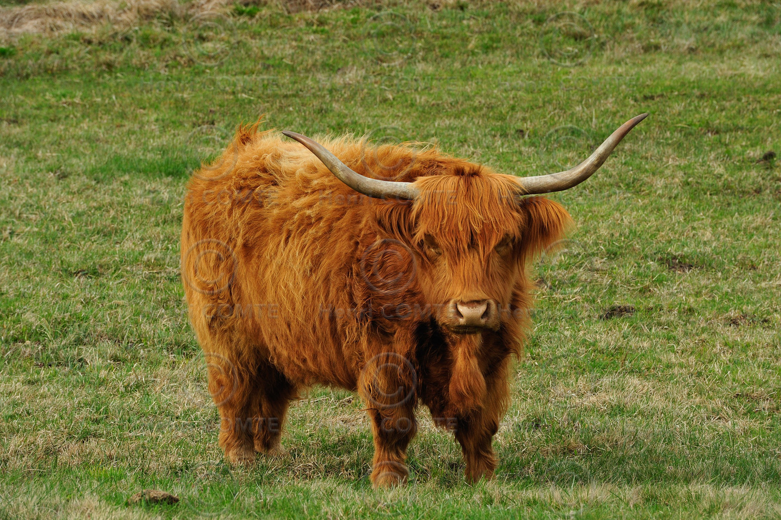Vaches