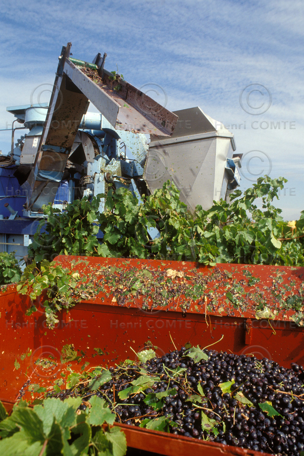 Vendanges
