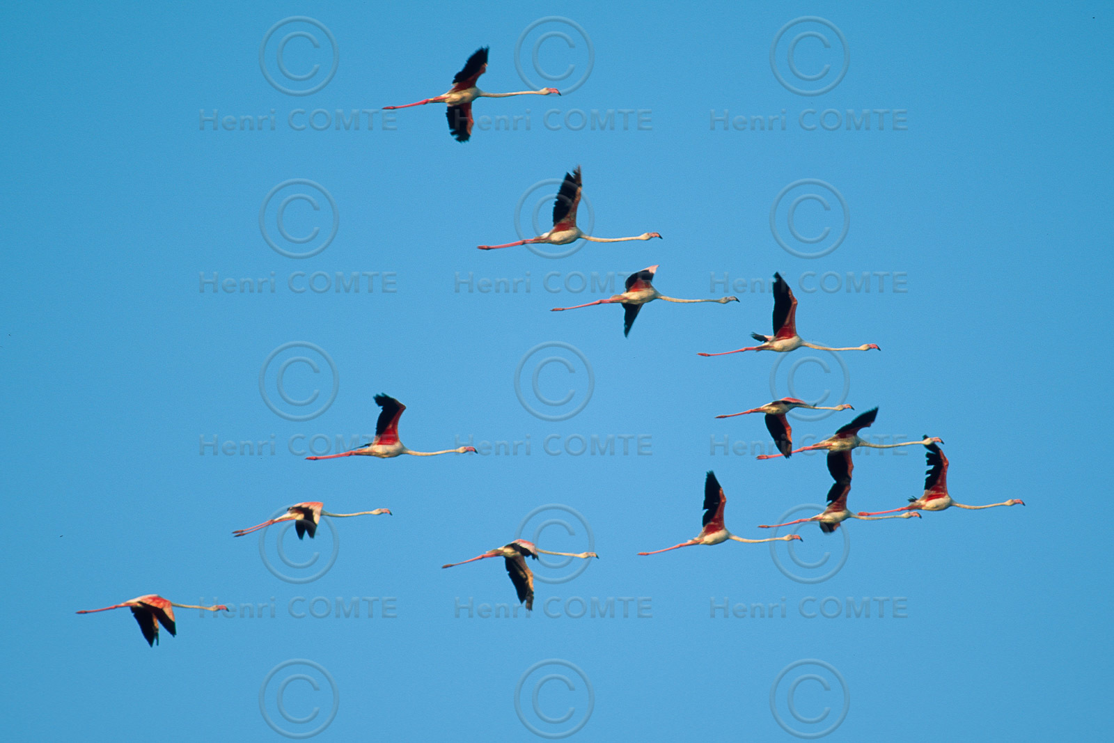 Flamants roses
