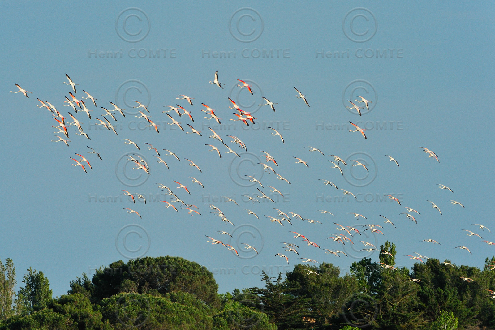 Flamants roses
