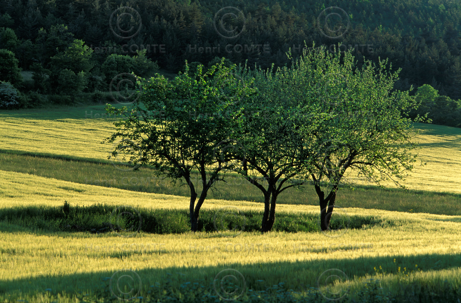 Champ de blé