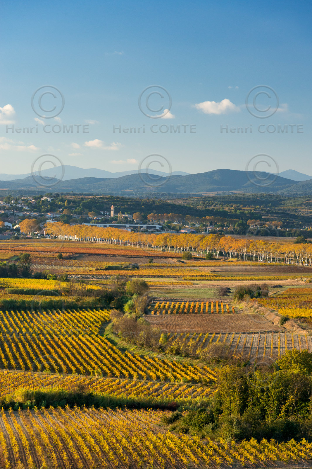 Vignoble à l'automne