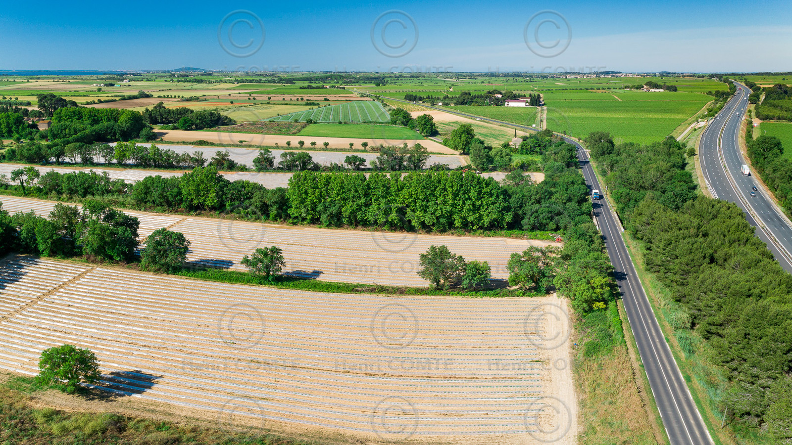 Champs de melons