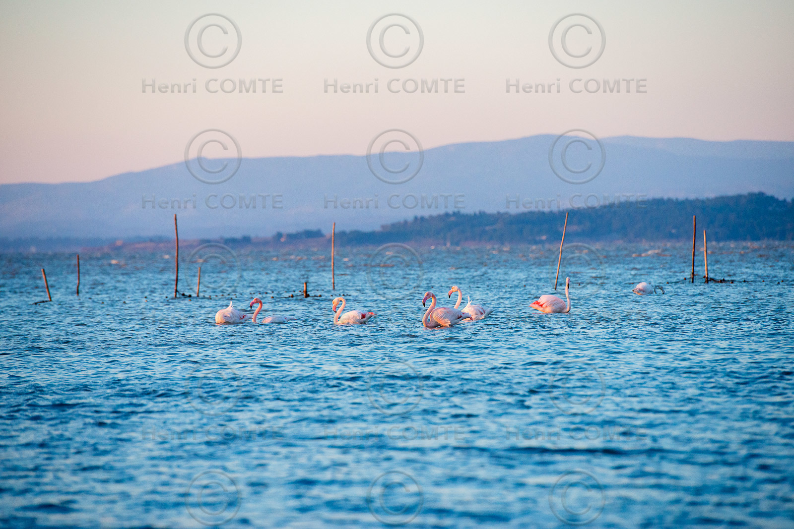 Etang de Bages