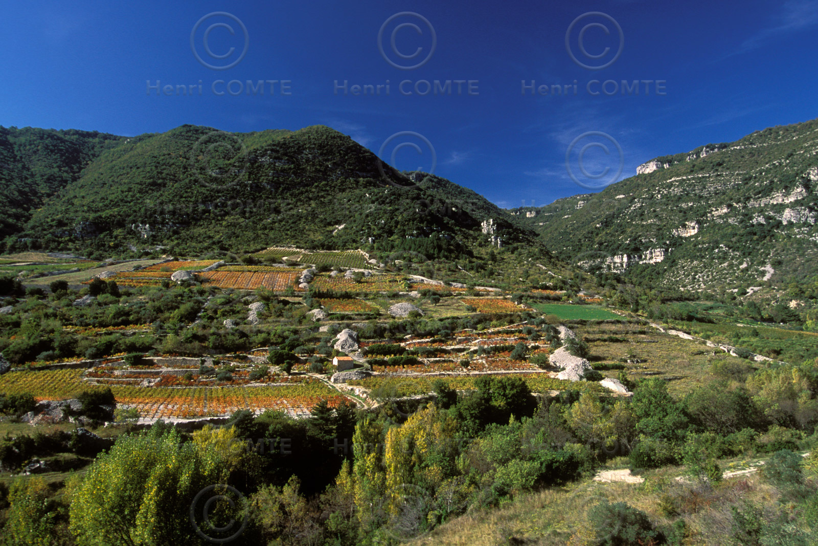 Vignoble de la Lergue