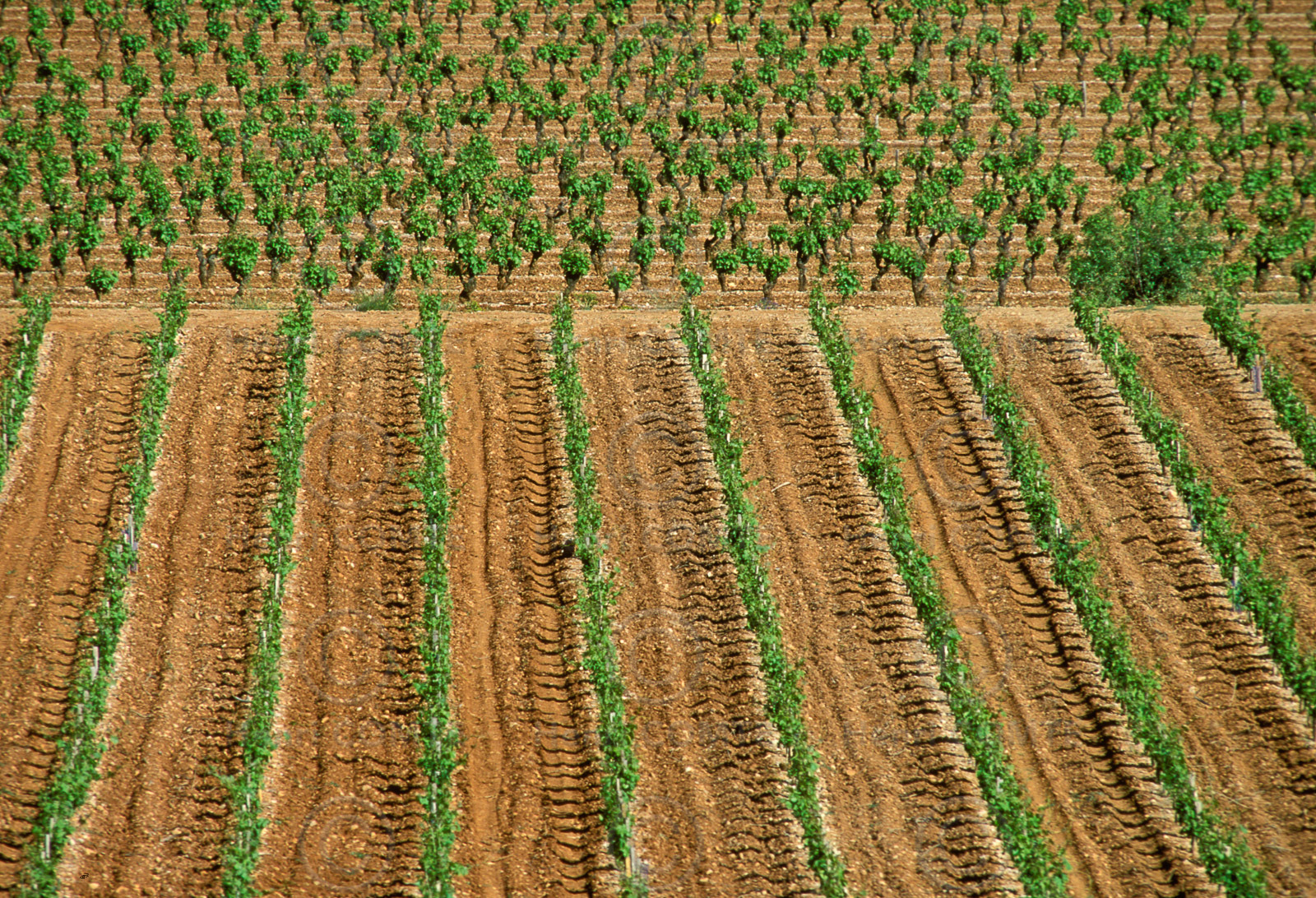 Vignoble de Frontignan