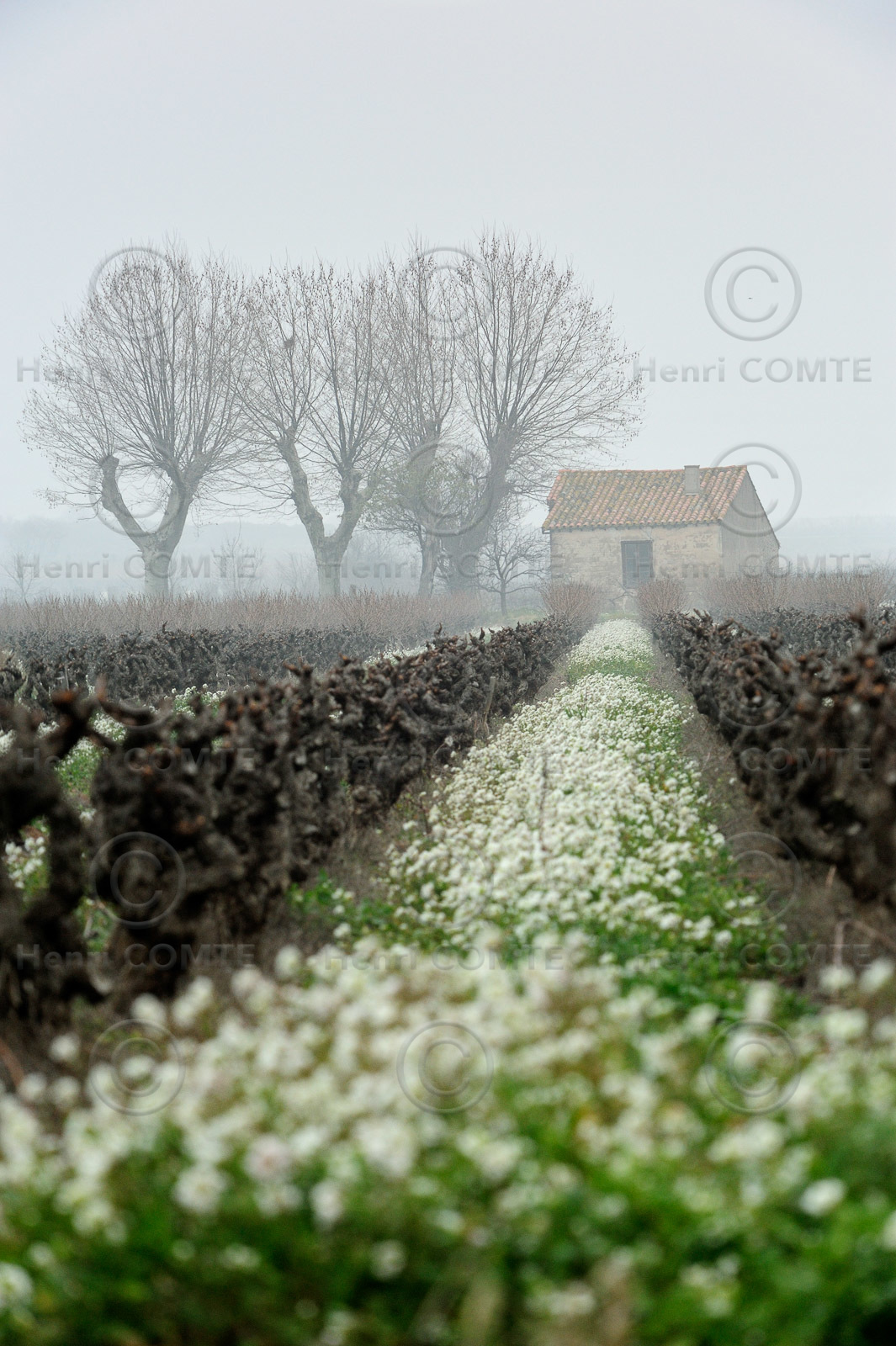 Vignoble en hiver