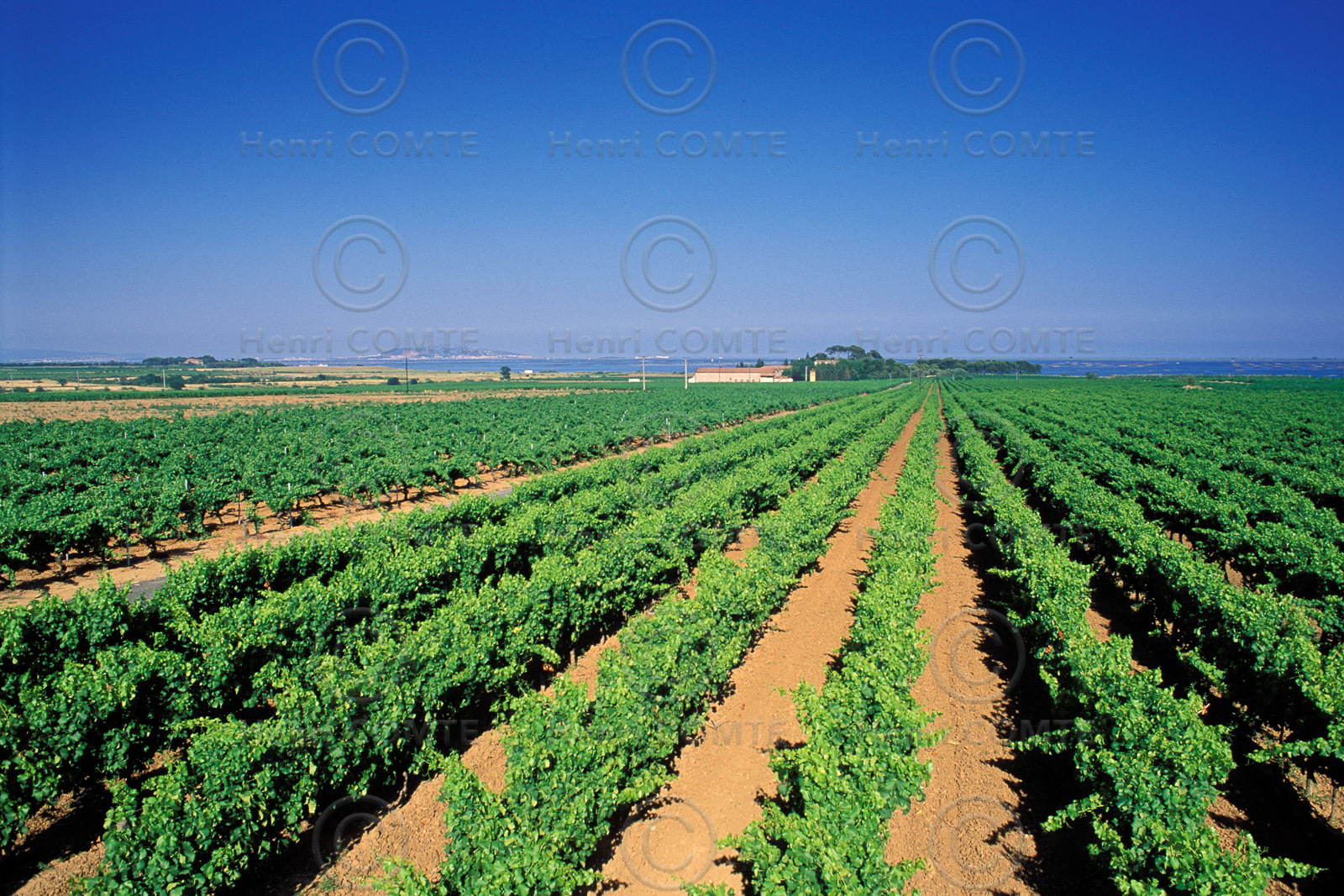 Vignoble Pays de Thau