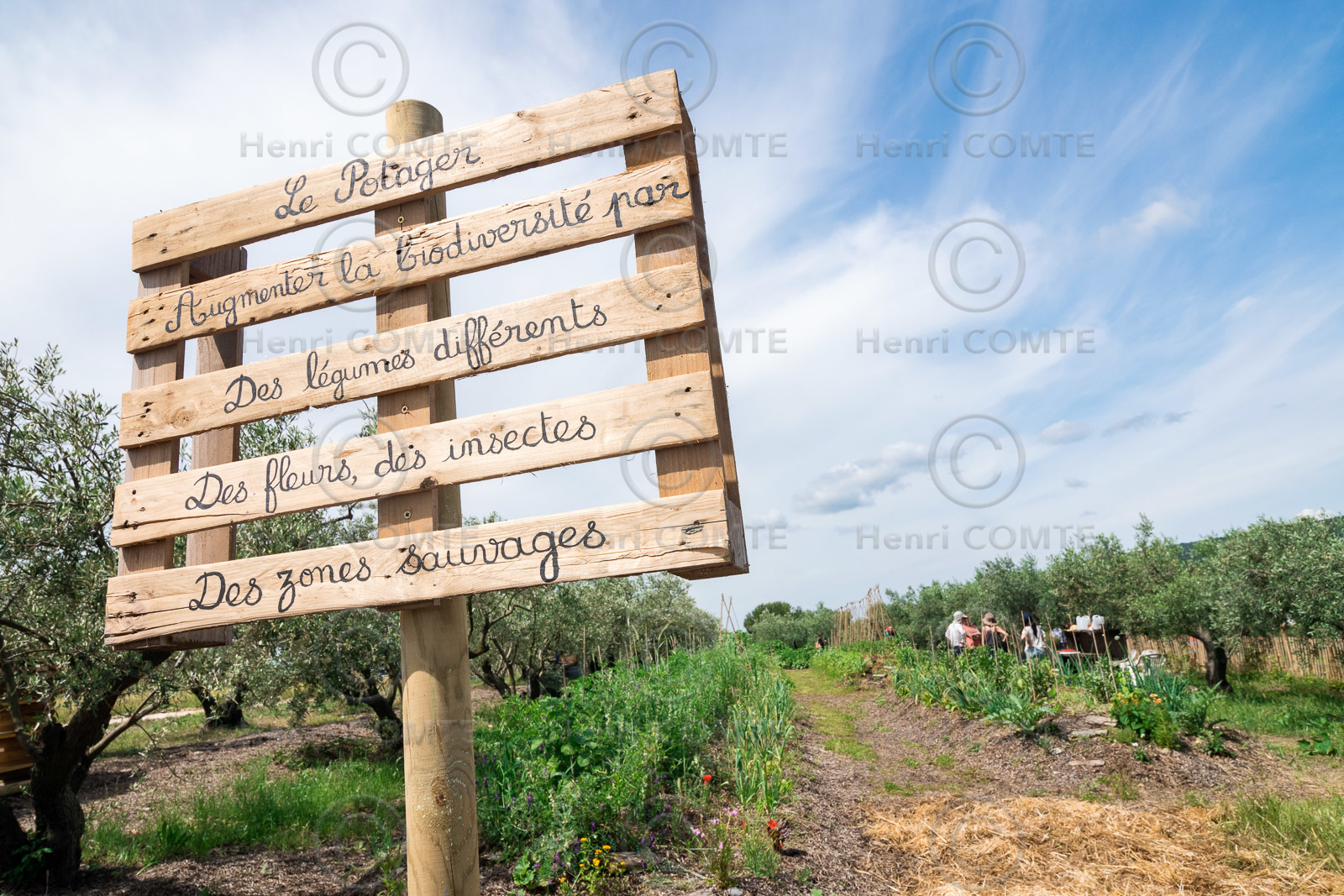 Jardin potager
