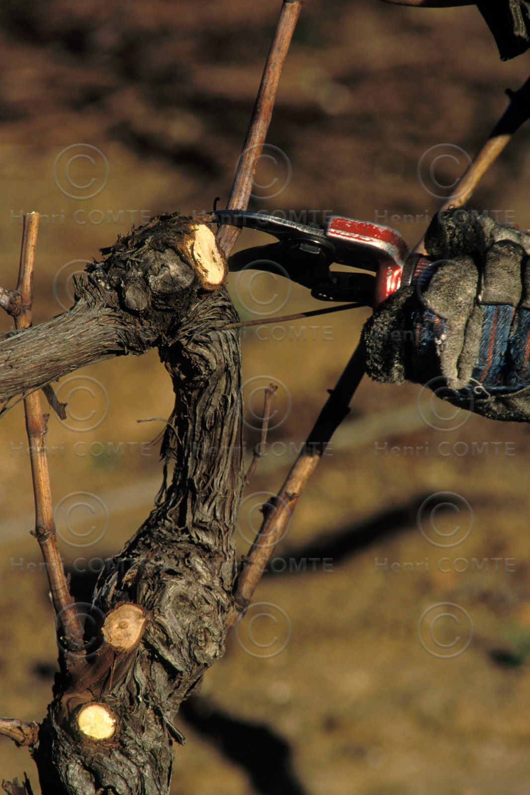 Taille de la vigne