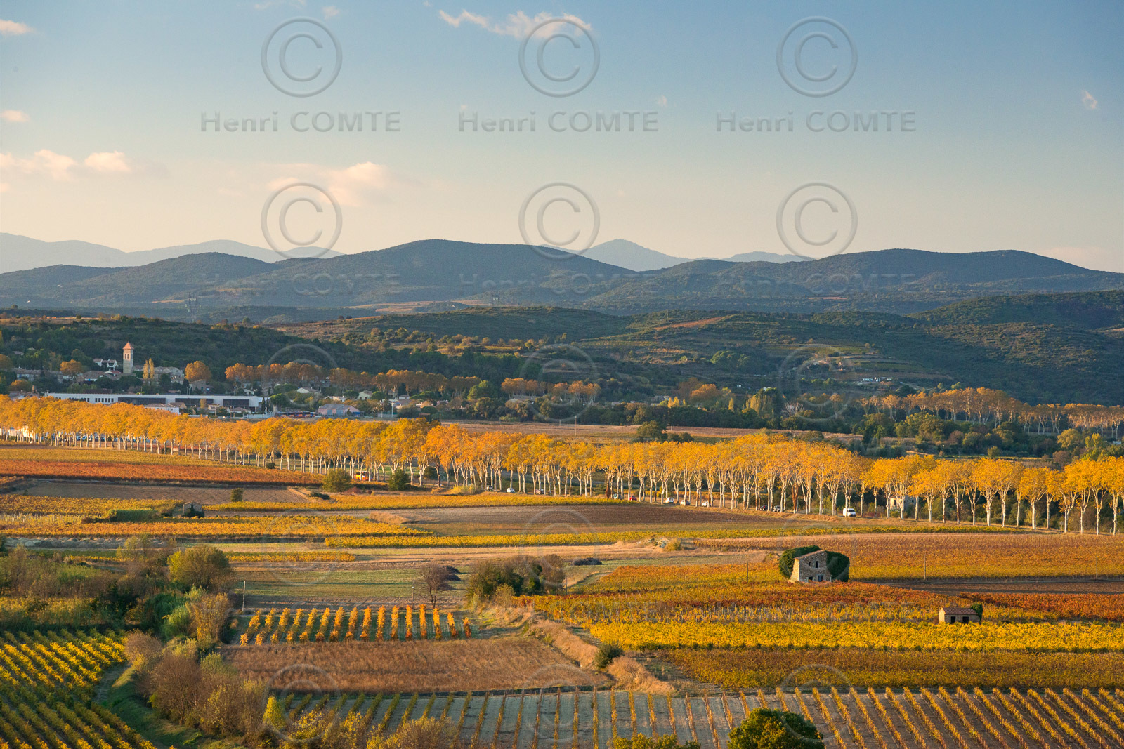 Vignoble à l'automne