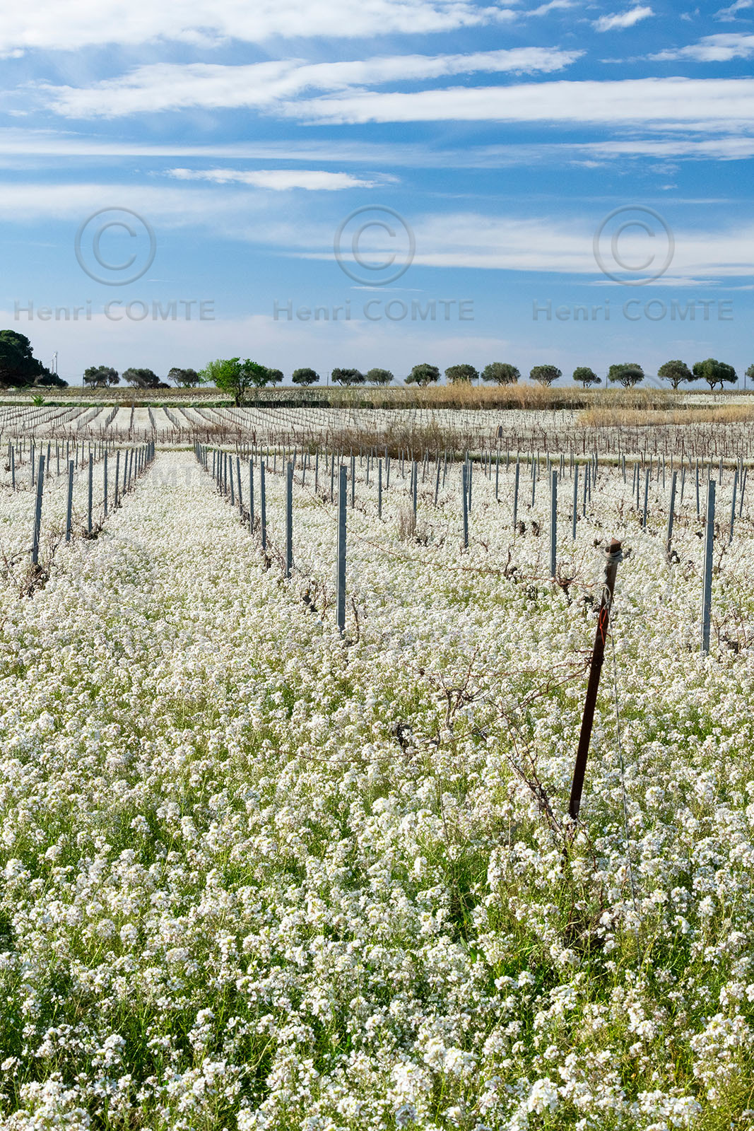 Fleurs et vignes