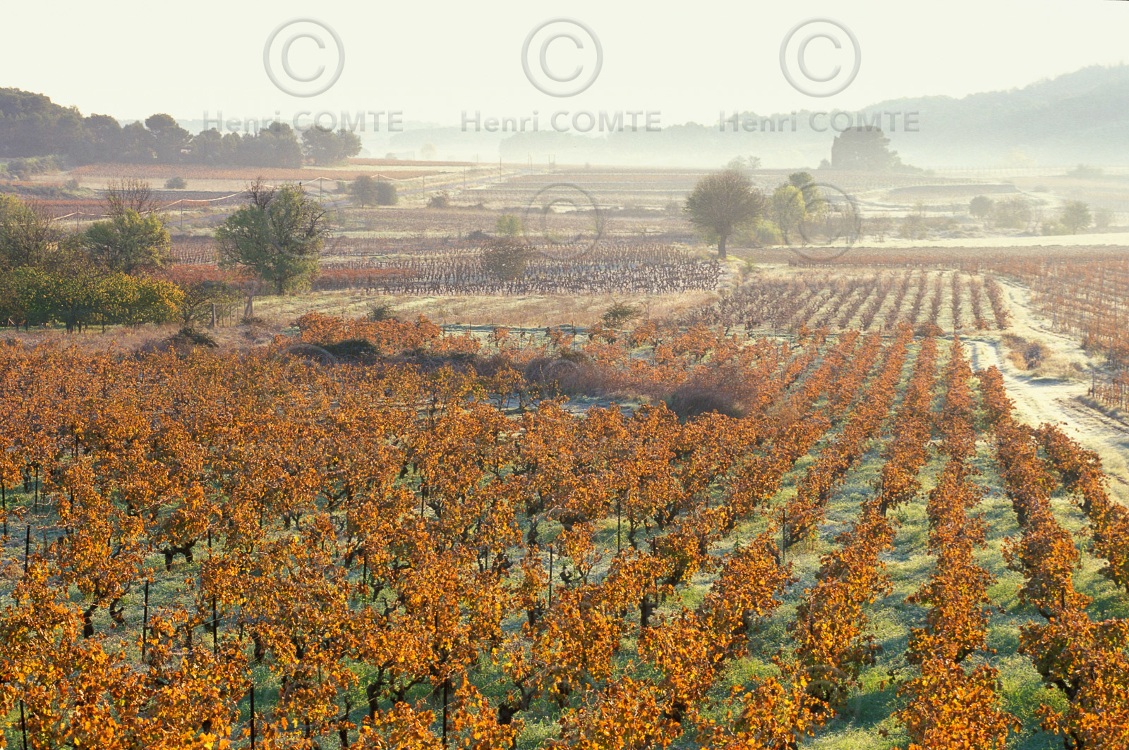 Vignoble à l'automne