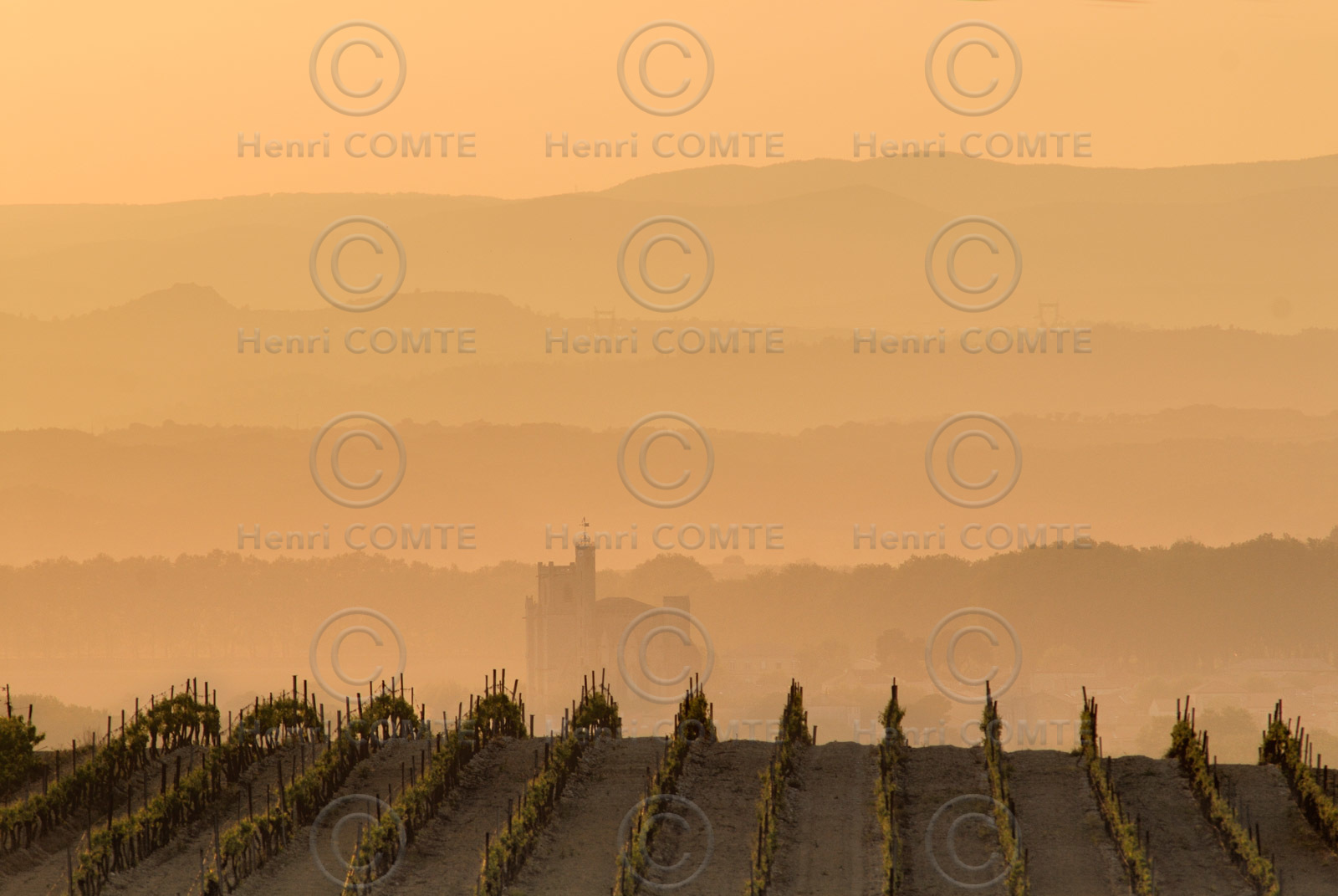 Vignoble du bitterois