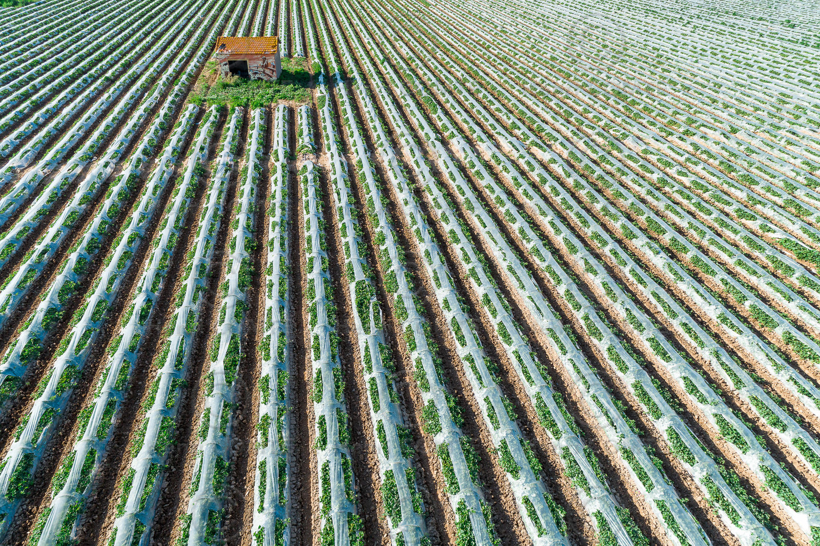 Champs de melons