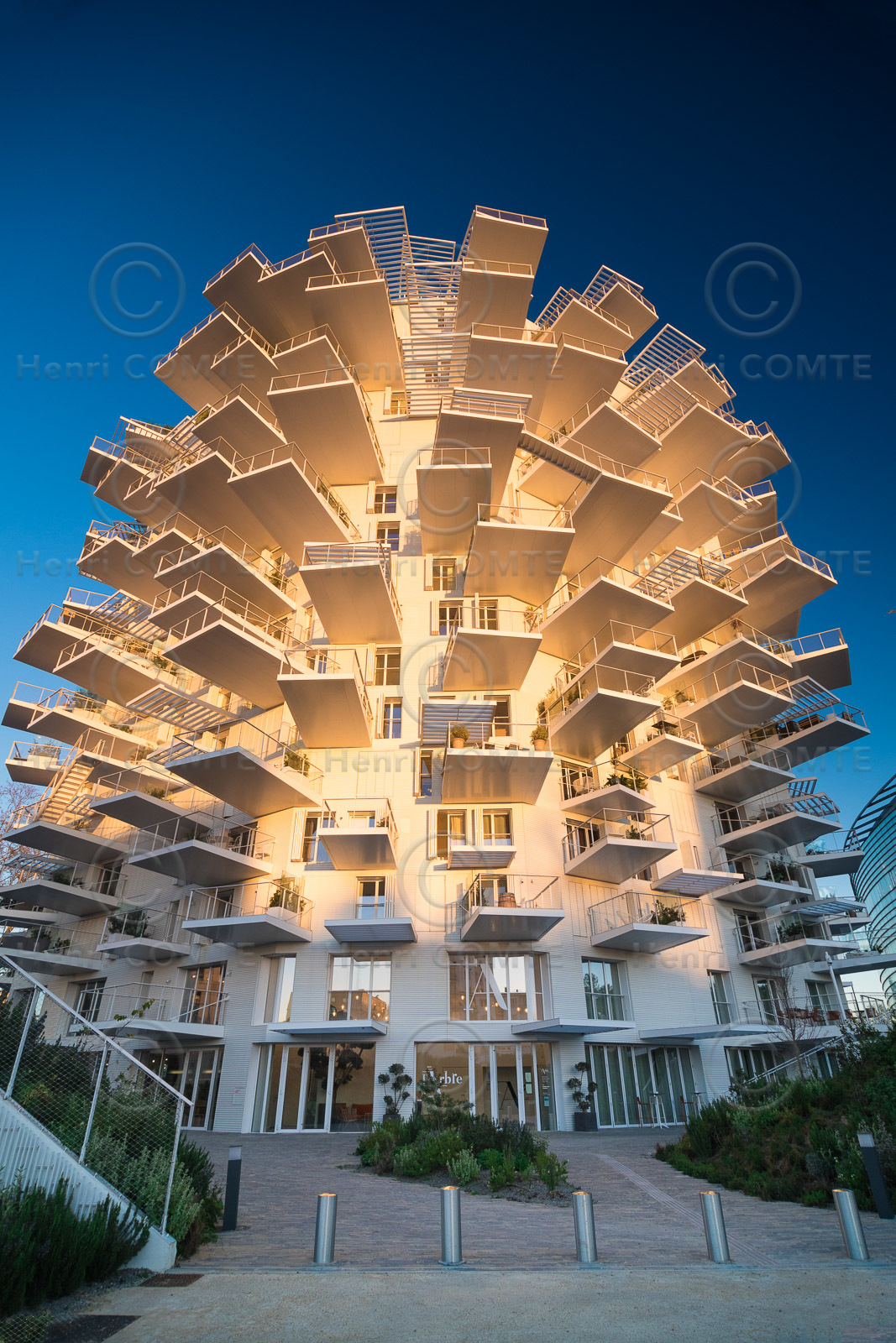 L'Arbre Blanc