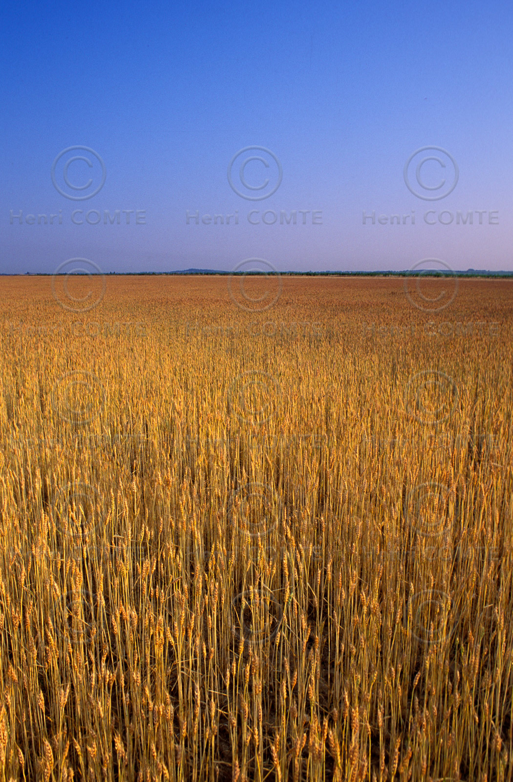 Champ de blé
