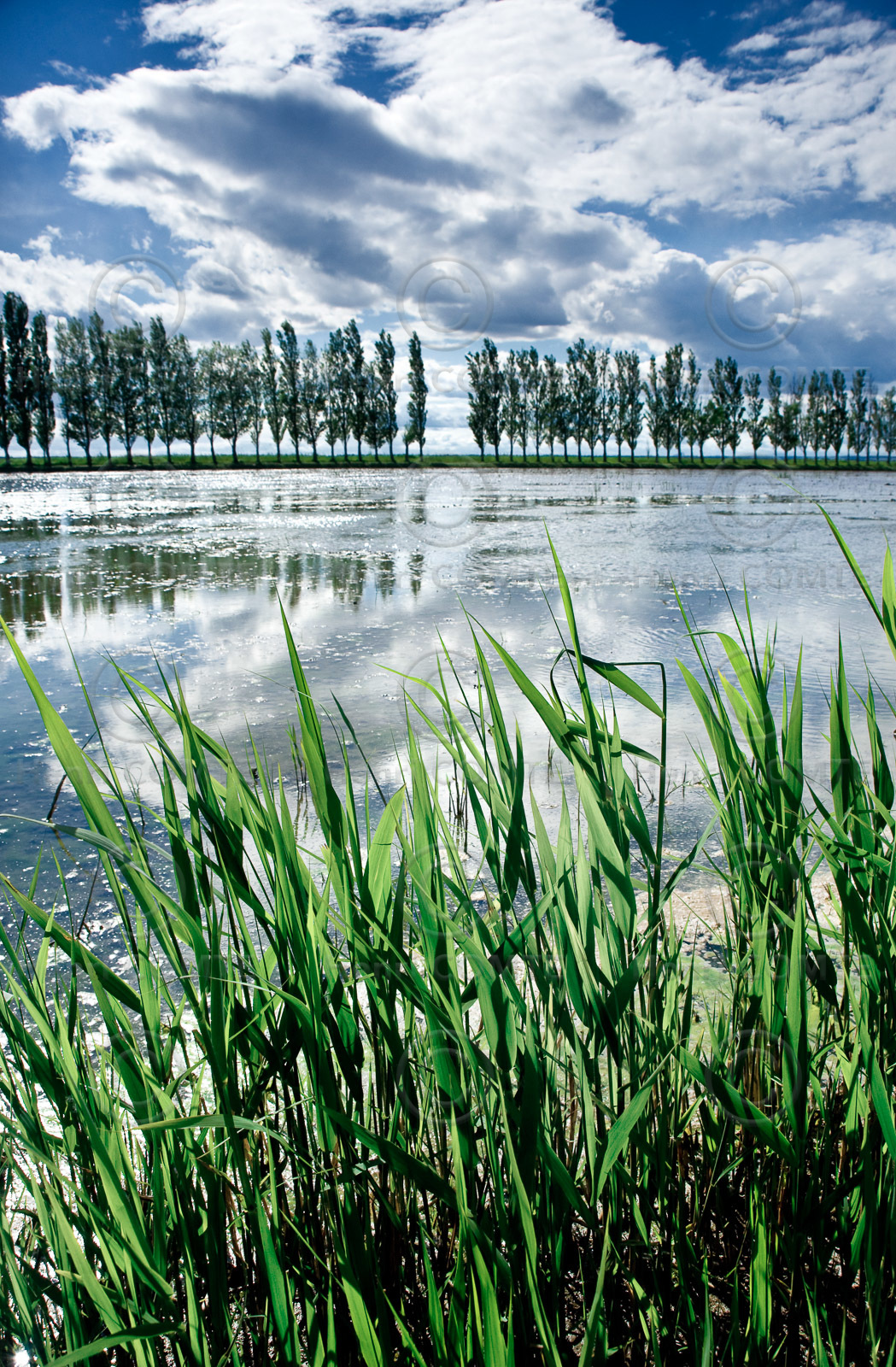 Camargue