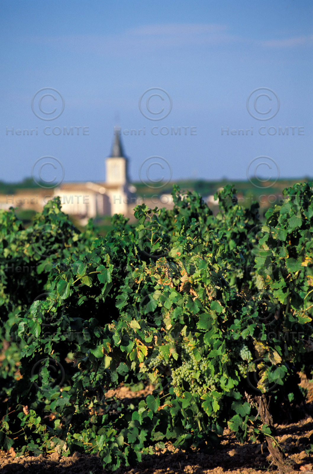 Vignoble de Pinet