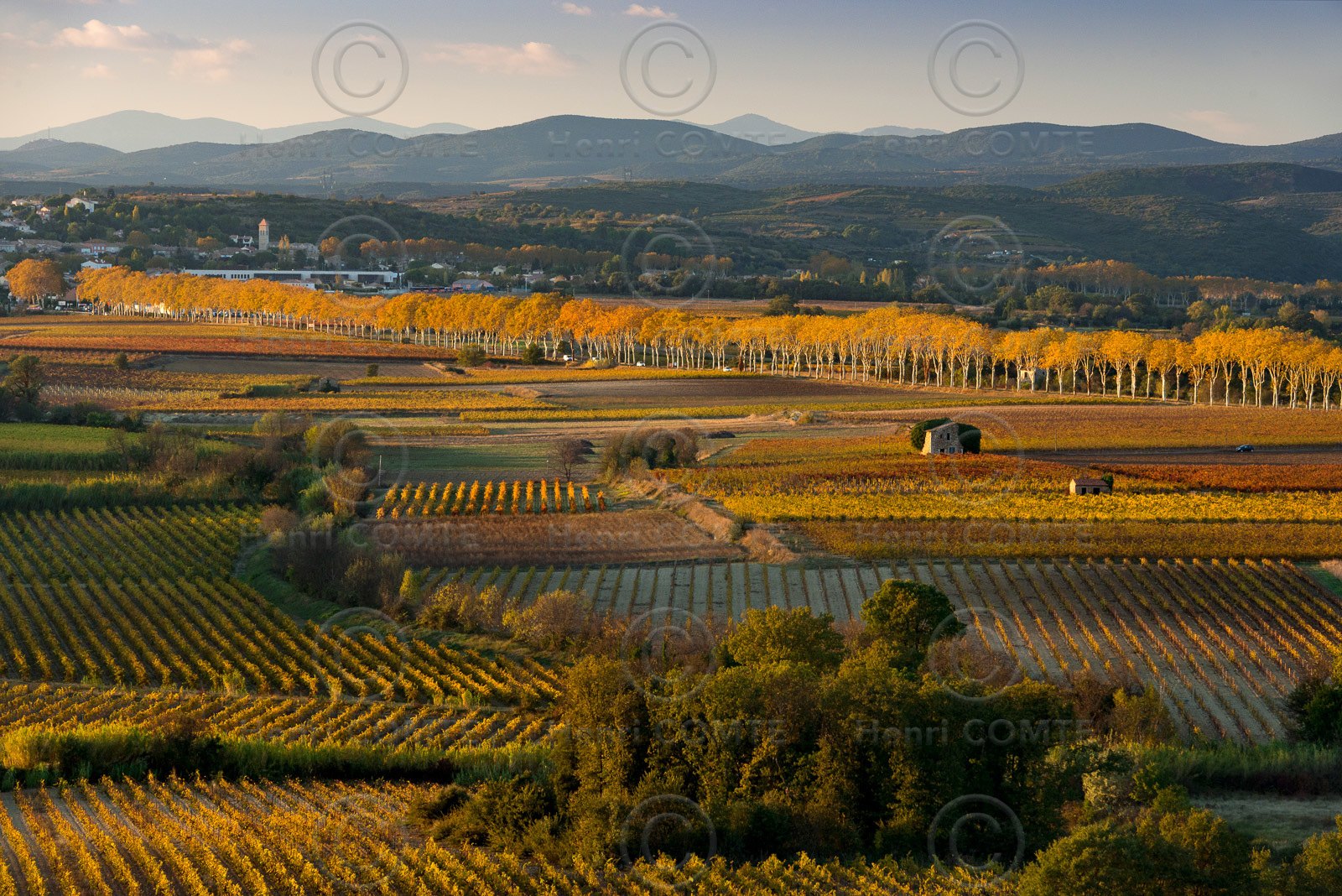 Vignoble à l'automne