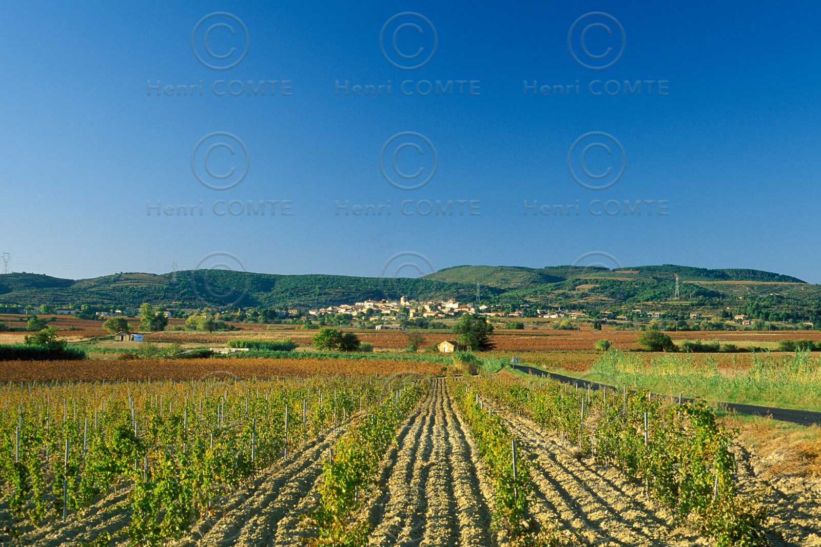 Vignoble - Hérault