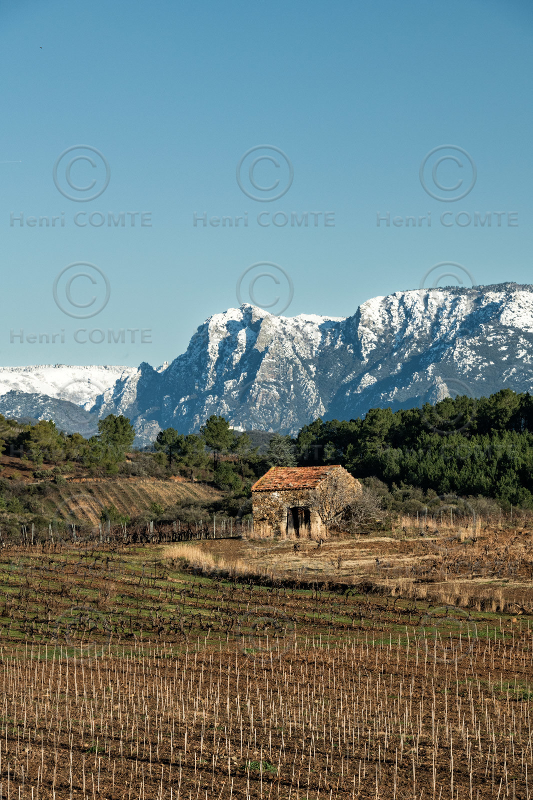 Vignes de Berlou en hiver - AOP Saint-Chinian - Les monts de l'Espinouse et le Caroux au loin - Herault