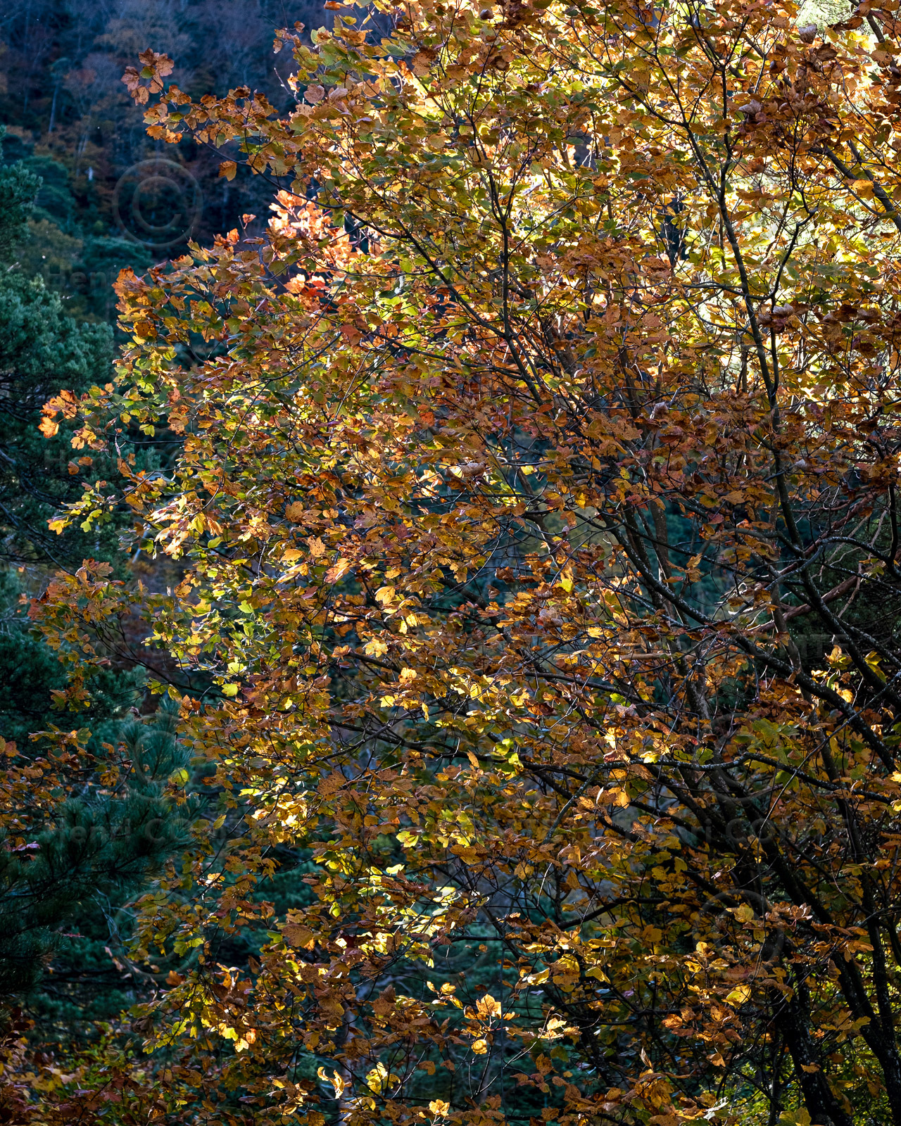 Paysage forestier