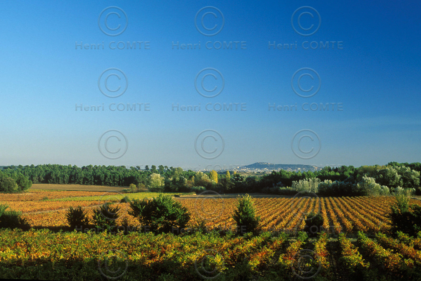 Vignoble Pays de Thau