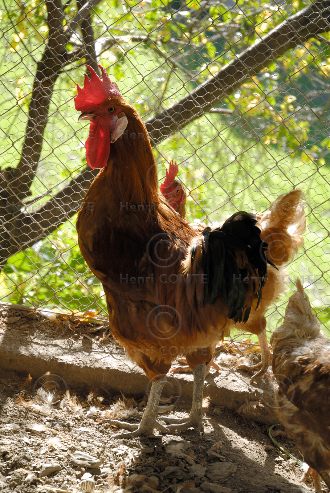 Coq