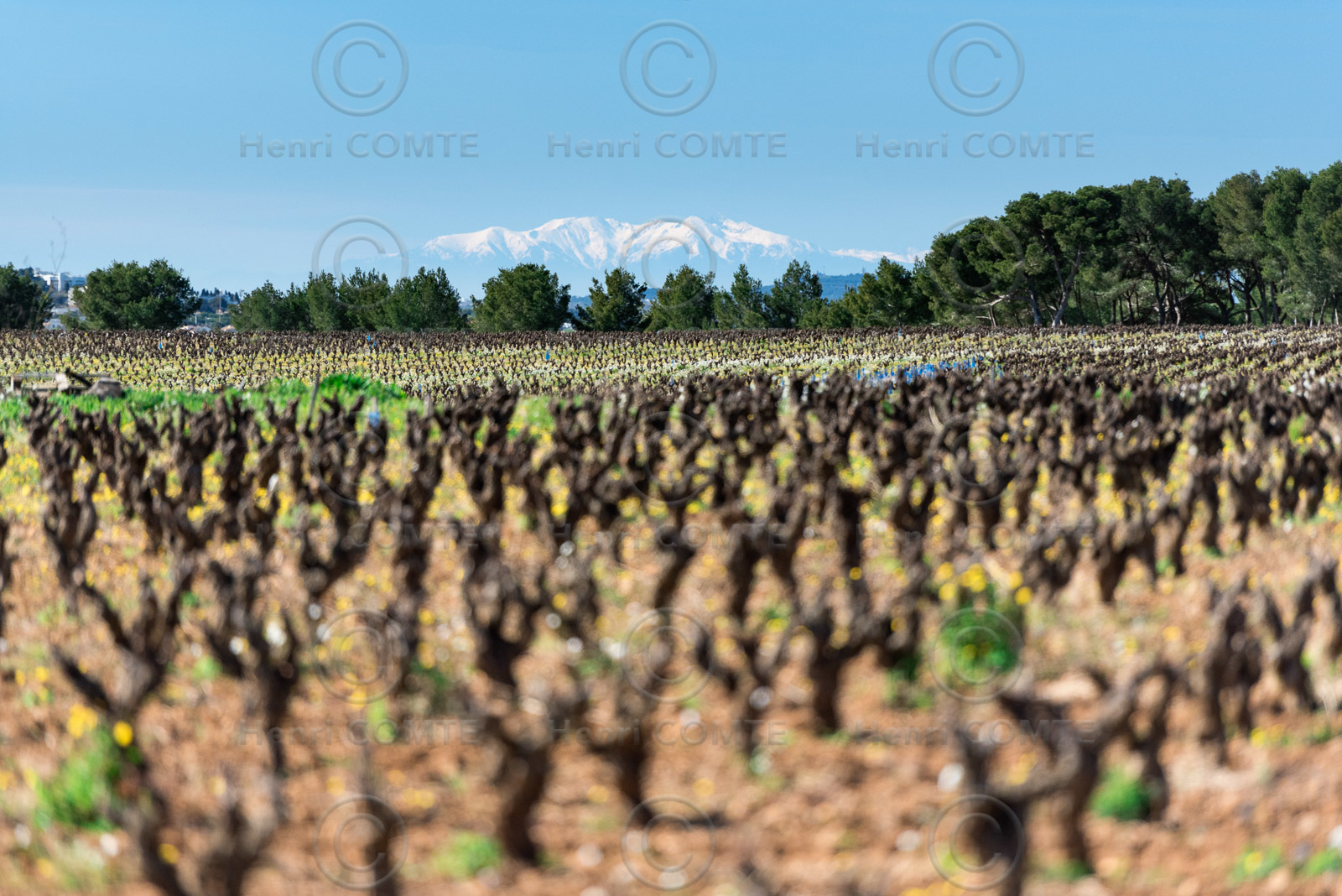 Muscat de Frontignan