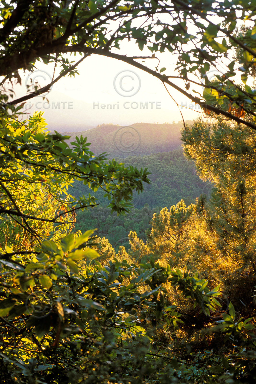 Cévennes