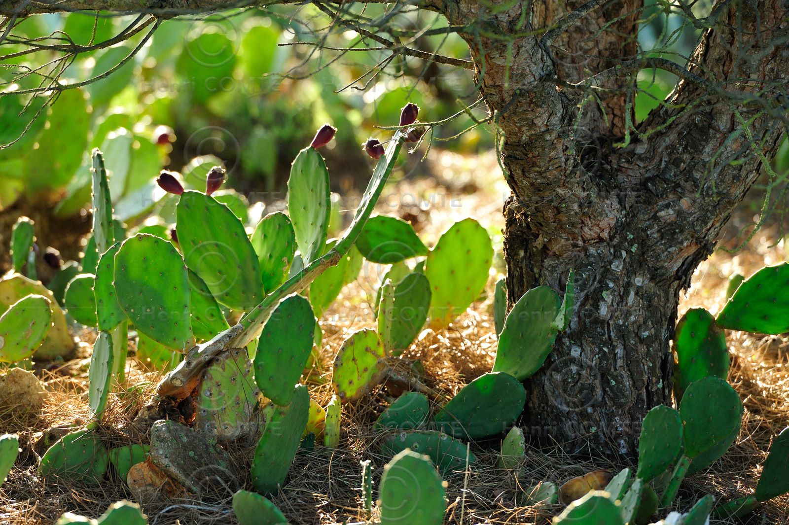 Figues de barbarie